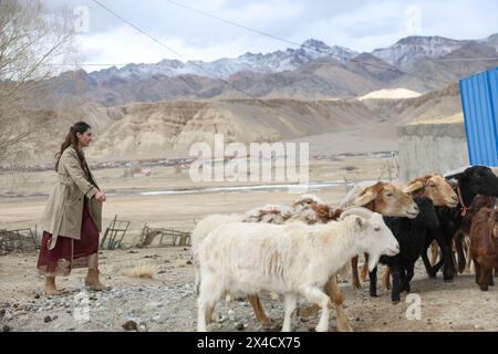 (240502) -- URUMQI, 2 mai 2024 (Xinhua) -- Airkir Duliki aide le troupeau de moutons dans le comté autonome tadjik de Taxkorgan, dans la région autonome ouïgur du Xinjiang, au nord-ouest de la Chine, 22 mars 2024. Airkir Duliki, le chef de train tadjik âgé de 27 ans, est né et a grandi au milieu des montagnes enneigées et des prairies dans un village du comté autonome tadjik de Taxkorgan sur le plateau du Pamir, où les chemins de fer n'étaient pas courants pour les résidents dans le passé. La première expérience d'Airkir avec le voyage en train s'est produite quand elle s'est rendue à Urumqi pour l'université au Xinjiang. Accompagnée de son père, elle traversa Banque D'Images