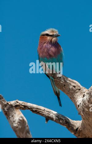 Un rouleau lilas, Coracias caudatus, perché sur une branche d'arbre.Parc national de Chobe, Kasane, Botswana. Banque D'Images