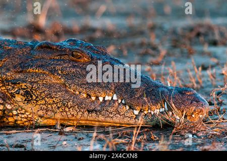 Un crocodile du Nil, Crocodylus niloticus, se prélassant près de la rivière Chobe, parc national de Chobe, Kasane, Botswana. Banque D'Images