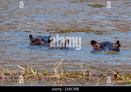 Trois hippopotames, hippopotame amphibius, presque complètement submergés dans l'eau.Delta d'Okavango, Botswana. Banque D'Images