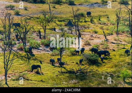 Vue aérienne d'un troupeau d'éléphants d'Afrique, Loxodonta Africana. Delta de l'Okavango, Botswana. Banque D'Images