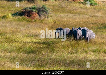 Une vue aérienne d'un troupeau d'éléphants d'Afrique, Loxodonta Africana, marchant dans les hautes herbes. Delta de l'Okavango, Botswana. Banque D'Images