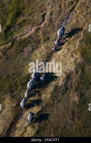 Vue aérienne d'un troupeau d'éléphants d'Afrique, Loxodonta Africana, suivant un sentier en herbe haute. Delta de l'Okavango, Botswana. Banque D'Images