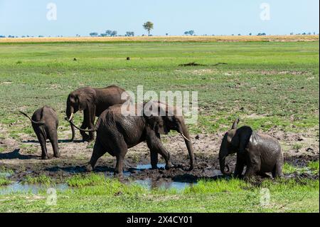 Un troupeau d'éléphants d'Afrique, Loxodonta Africana, baignant dans la boue sur les rives de la rivière Chobe, parc national de Chobe, Botswana. Banque D'Images