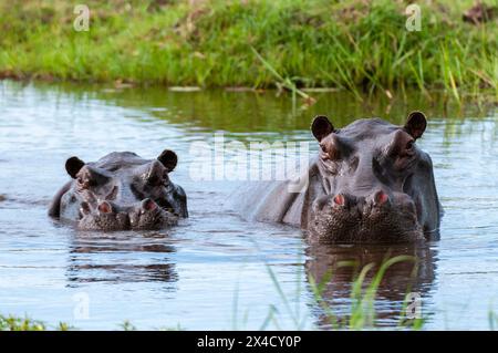 Deux hippopotames, Hippopotamus amphibius, dans l'eau, défendant leur territoire.Concession Khwai, delta d'Okavango, Botswana. Banque D'Images