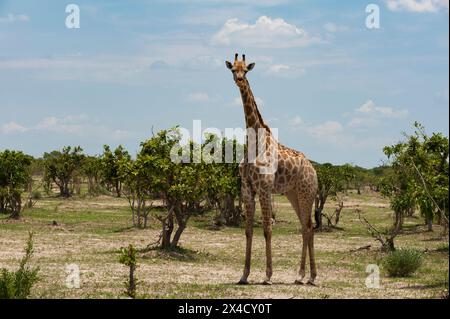 Girafe du sud femelle, Giraffa camelopardalis, dans un paysage d'arbustes et d'arbres. Marais Savuti, Parc national de Chobe, Botswana. Banque D'Images