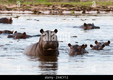 Un groupe d'hippopotames d'alerte, Hippopotamus amphibius, dans l'eau.Zone de concession Khwai, Okavango, Botswana. Banque D'Images