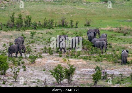 Une vue aérienne d'un troupeau d'éléphants d'Afrique, Loxodonta Africana, en marche. Delta de l'Okavango, Botswana. Banque D'Images