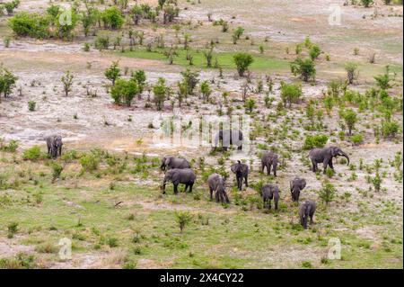 Une vue aérienne d'un troupeau d'éléphants d'Afrique, Loxodonta Africana, en pâturage. Delta de l'Okavango, Botswana. Banque D'Images