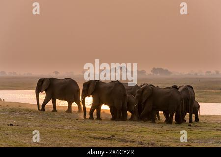 Un troupeau d'éléphants d'Afrique, Loxodonta Africana, le long des rives de la rivière Chobe au coucher du soleil. Parc national de Chobe, Botswana. Banque D'Images