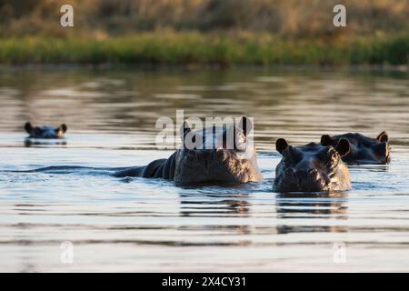 Un groupe d'hippopotames d'alerte, Hippopotamus amphibius, dans l'eau.Delta d'Okavango, Botswana. Banque D'Images