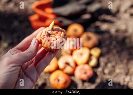 Cormes de Gladiolus prêts pour la plantation. Bulbes mis sur le sol par les gants de jardinier. Travaux de jardinage de printemps. Gros plan de corm germé dans la main Banque D'Images