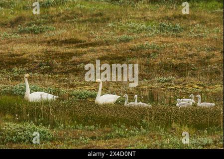 Une famille de cygnes de Whooper dans la lande, Islande Banque D'Images