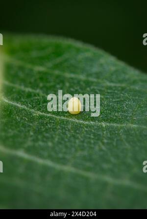 Macro d'un oeuf de papillon monarque (danaus plexippus), sur une feuille d'aspersion. Banque D'Images
