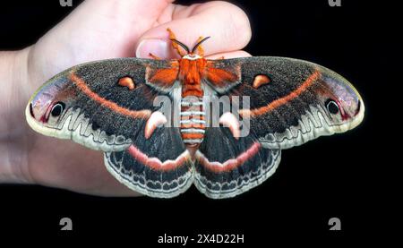 Face supérieure d'une femelle cecropia (Hyalophora cecropia) de la teigne de soie sur une branche avec des ailes déployées, sur un fond noir. Banque D'Images