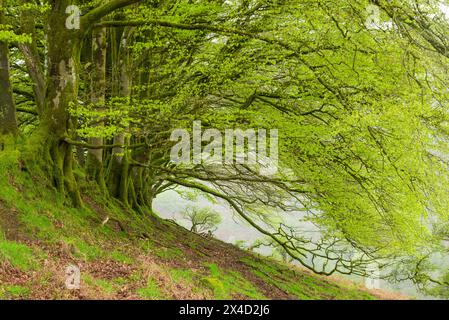 Une rangée de hêtres communs au début de mai sur Lyncombe Hill près d'Exford dans le parc national Exmoor, Somerset, Angleterre. Banque D'Images