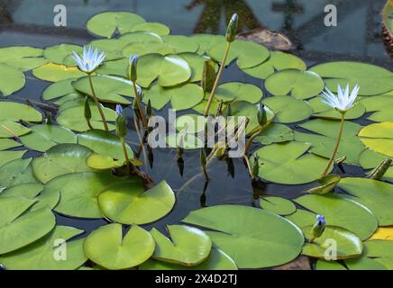 Fleurs de lis sur l'eau sur congé vert Banque D'Images