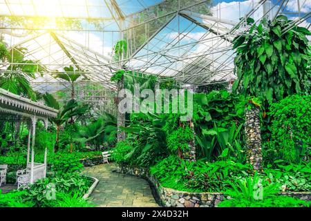 Serre de nature tropicale, jardin botanique bleu ciel jour ensoleillé. Araceae, philodendrons, vignes grimpantes, climat humide, forêts exotiques Banque D'Images