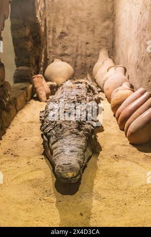 Kom Ombo, Assouan, Égypte. Des crocodiles momifiés dans un musée à Kom Ombo. (Usage éditorial uniquement) Banque D'Images