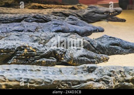 Kom Ombo, Assouan, Égypte. Des crocodiles momifiés dans un musée à Kom Ombo. (Usage éditorial uniquement) Banque D'Images