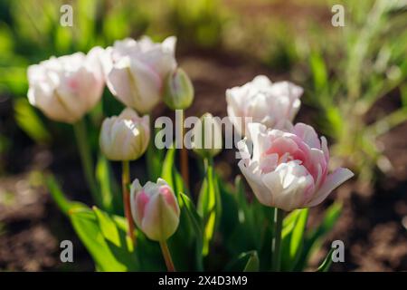 Gros plan de tulipes doubles blanches et roses en fleurs. Fleurs fleurissent dans le jardin de printemps au coucher du soleil Banque D'Images