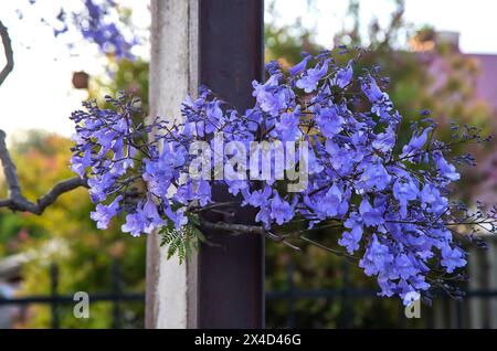 Arbres Jacaranda en Australie méridionale, fleur violette pour le printemps ou l'été fond Banque D'Images