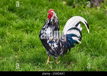 Image de coq hétérogène oiseau à plumes domestique sur herbe verte Banque D'Images