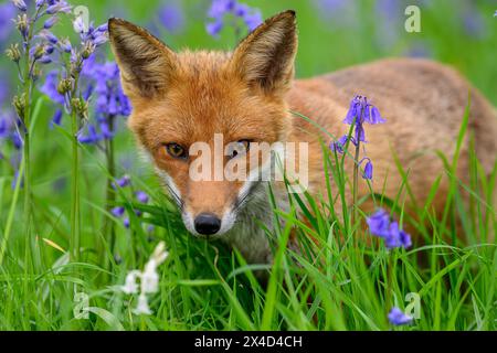 Renard parmi les fleurs Banque D'Images