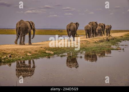 Train d'éléphants, parc national d'Amboseli, Afrique Banque D'Images