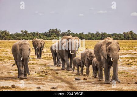 Train d'éléphants Amboseli National Park Africa Banque D'Images