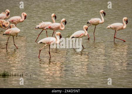 Flamants roses, parc national d'Amboseli, Afrique Banque D'Images