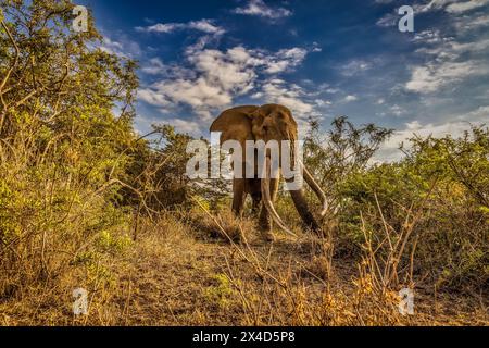 Craig l'éléphant, le plus grand éléphant dans le parc national d'Amboseli, Afrique Banque D'Images