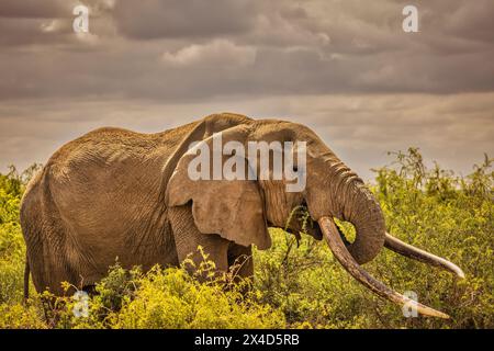 Craig l'éléphant, le plus grand éléphant d'Amboseli, parc national d'Amboseli, Afrique Banque D'Images