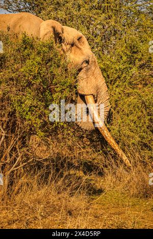 Craig l'éléphant, le plus grand éléphant d'Amboseli, parc national d'Amboseli, Afrique Banque D'Images