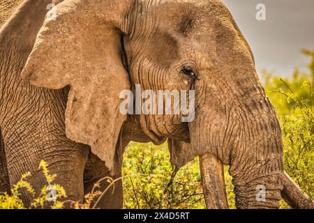 Craig l'éléphant, le plus grand éléphant d'Amboseli, parc national d'Amboseli, Afrique Banque D'Images