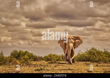 Craig l'éléphant, le plus grand éléphant d'Amboseli, parc national d'Amboseli, Afrique Banque D'Images