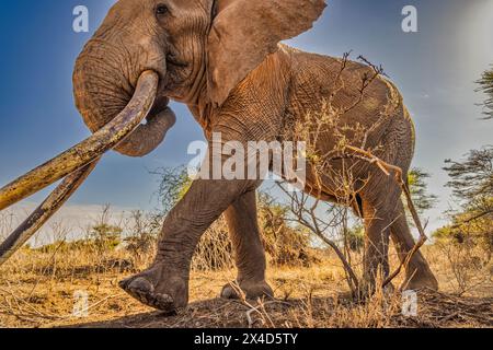 Craig l'éléphant, le plus grand éléphant d'Amboseli, parc national d'Amboseli, Afrique Banque D'Images