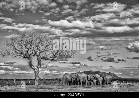 Trou d'arrosage pour bébés éléphants, parc national de Tsavo West, Afrique Banque D'Images