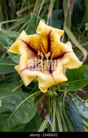 Solandra maxima fleur ou coupe de vigne d'or ou de vigne de calice d'or ou de lis hawaïen . Photo de haute qualité Banque D'Images