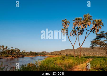 Palmiers du Doum, Hyphaene coriacea, le long des berges de la rivière Samburu.Rivière Samburu, réserve de gibier de Samburu, Kenya. Banque D'Images