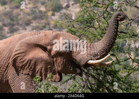 Un éléphant d'Afrique, Loxodonta Africana, navigant. Samburu Game Reserve, Kenya. Banque D'Images