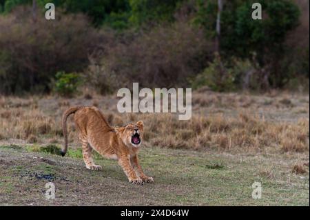 Un lion cub, Panthera leo, bâillements et étirements.Réserve nationale de Masai Mara, Kenya. Banque D'Images
