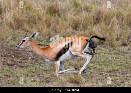 Une gazelle de Thomson, Gazella thomsonii, qui donne naissance.Réserve nationale de Masai Mara, Kenya. Banque D'Images