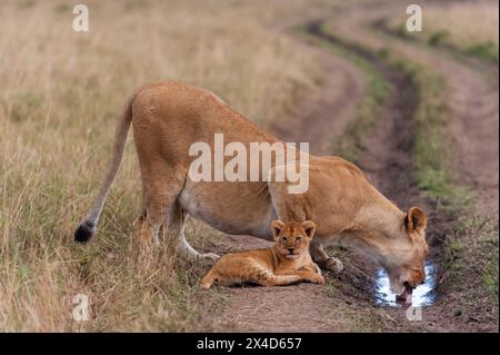 Une lioness, Panthera leo, et l'eau potable de cub mis en commun dans une piste de pneus.Réserve nationale de Masai Mara, Kenya. Banque D'Images