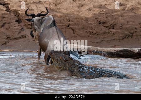 Un crocodile du Nil, Crocodylus niloticus, attaque un gnous, Connochaetes taurinus, traversant la rivière Mara. Réserve nationale du Masai Mara, Kenya. Banque D'Images