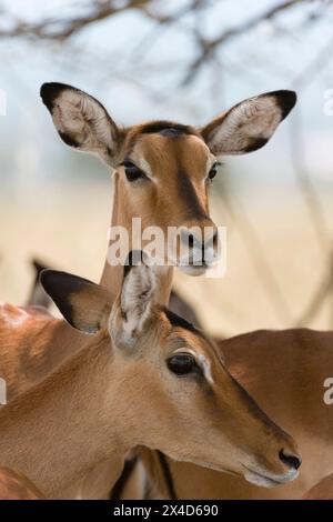 Une paire d'Impala, Aepyceros melampus, dans le parc national du lac Nakuru, Kenya, Afrique. Banque D'Images