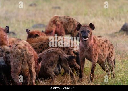 Hyènes tachetées, Crocuta Crocuta, se nourrissant de gnous, Connochaetes taurinus. Réserve nationale du Masai Mara, Kenya, Afrique. Banque D'Images