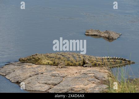 Un crocodile du Nil, Crocodylus niloticus, sur la rive de la Mara.Réserve nationale de Masai Mara, Kenya, Afrique. Banque D'Images