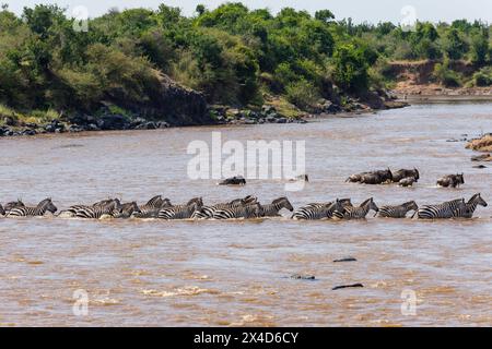 Les zèbres de Grant, Equus quagga boehmi, et le flétrissement à la barbe blanche de l'est, Connochaetes taurinus, traversent la rivière Mara.Kenya. Banque D'Images