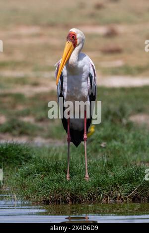 Une cigogne à bec jaune, Mycteria ibis, sur la rive du lac de Gipe.VOI, zone de conservation de Tsavo, Kenya. Banque D'Images